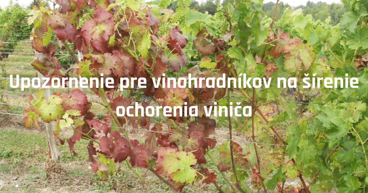ÚKSÚP: Pozor na zlaté žltnutie viniča